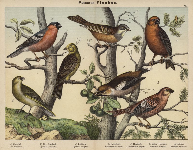 Passeres, Finches (värilitografia) tekijältä European School