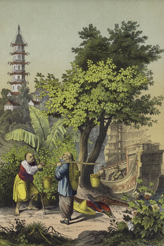 Kiinan ihmiset ja kasvit (väri litho) tekijältä European School