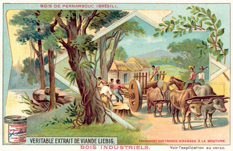 Pernambuco-puu (chromolitho) tekijältä European School