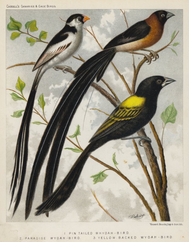 Pinta Tailed Whydah-Bird, Paradise Whydah-Bird, Keltaselkäinen Whydah-Bird (väri litho) tekijältä European School