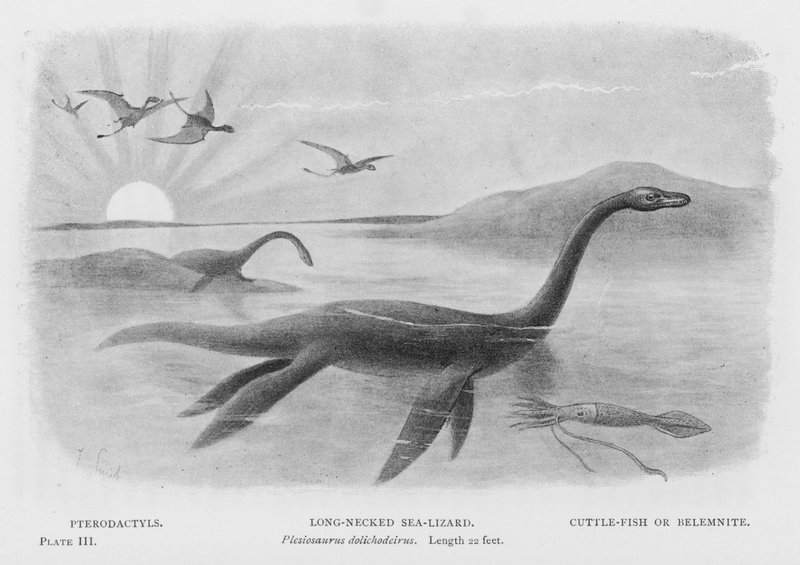 Pterodaktyylit, pitkäkaulainen merilisko, Plesiosaurus dolichodeirus, pituus 22 jalkaa, seepia tai belemniitti (litho) tekijältä European School