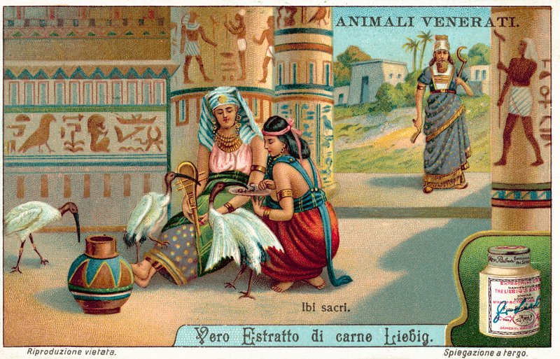 Pyhä ibis muinaisessa Egyptissä (chromolitho) tekijältä European School