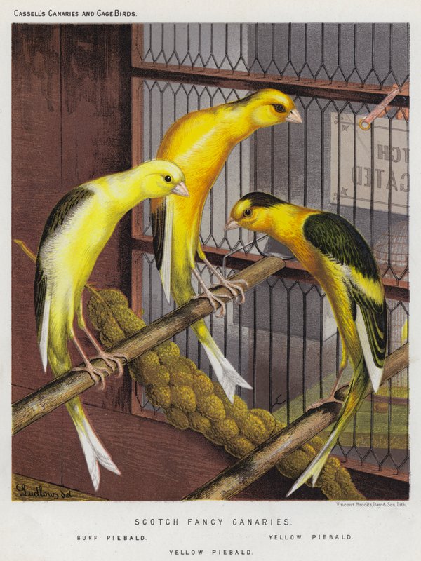 Scotch Fancy Canaries, Buff Piebald, Yellow Piebald (värilitot). tekijältä European School