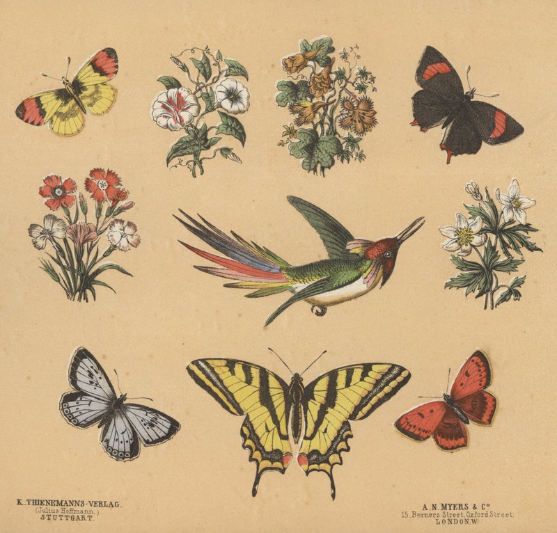 Romujäte nuorille (väri litho) tekijältä European School