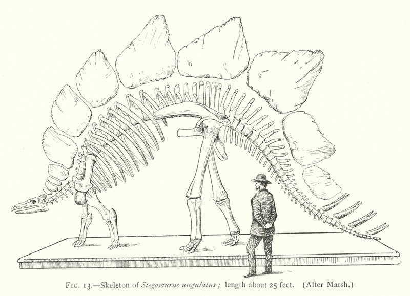Skeleton of Stegosaurus ungulatus (litho) tekijältä European School