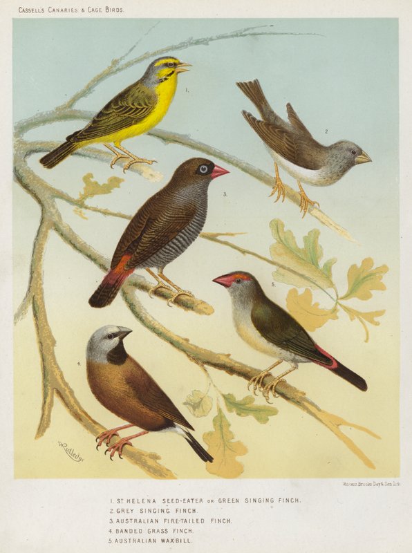 St Helena Seed-Eater tai Green Singing Finch, Grey Singing Finch, Australian Fire-Tailed Finch, Banded Grass Finch, Australian Waxbill (värilitho). tekijältä European School