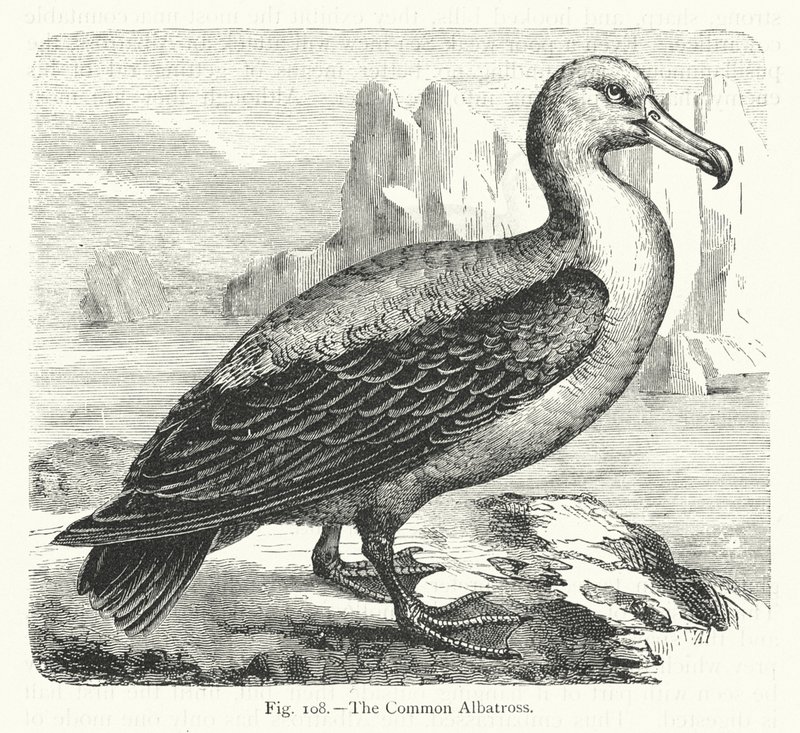 Common Albatross (kaiverrus) tekijältä European School