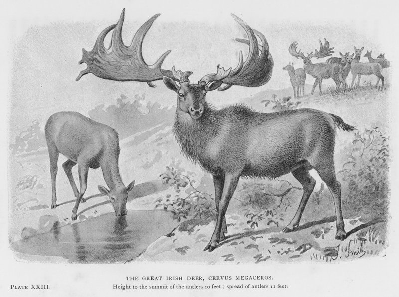 Suuri irlantilainen hirvi, Cervus Megaceros (Litho) tekijältä European School