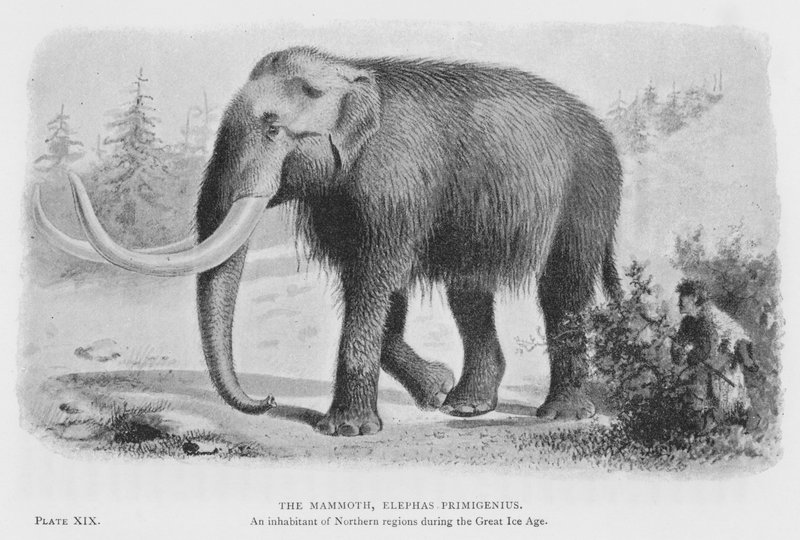 Mammutti, Elephas Primigenius (Litho) tekijältä European School