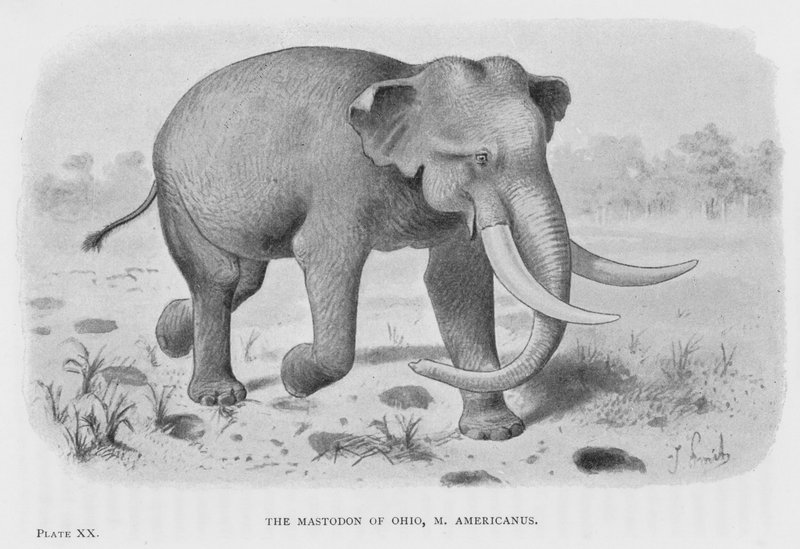 Ohion Mastodon, Micisenus (Litho) tekijältä European School