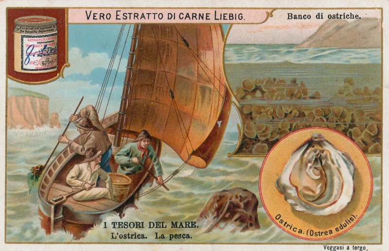 Meren aarteet, Liebig-kortti, 1900-luvun alku (kromo) tekijältä European School