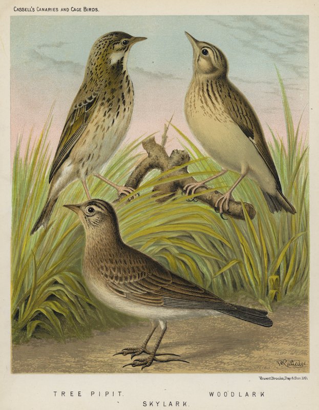 Tree Pipit, Woodlark, Skylark (väri litho) tekijältä European School