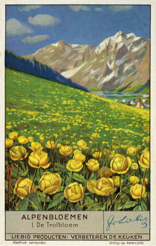Trollius (pallokukka) (chromolitho) tekijältä European School