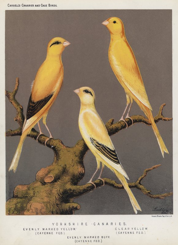 Yorkshire Canaria, Tasaisesti merkitty keltainen, Cayenne Fed, Clear Yellow, Cayenne Fed, Tasaisesti merkitty Buff, Cayenne Fed (väri litho) tekijältä European School