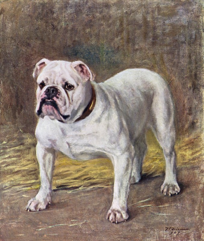 Kuuluisa Bulldog Ch Silent Duchess tekijältä Frances C. Fairman