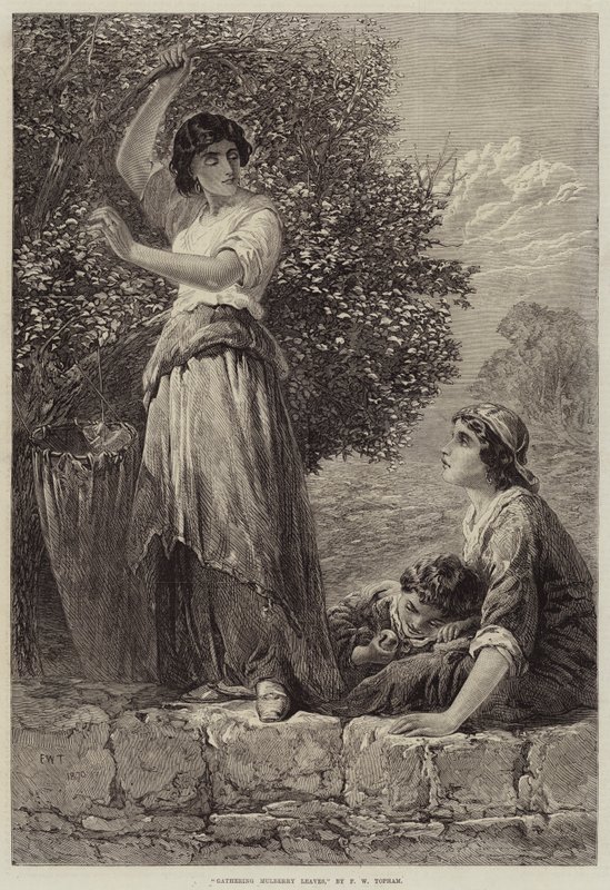Kerääminen Mulberry Leaves tekijältä Francis William Topham