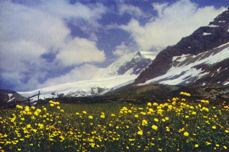 Trollius Simplon Passissa (kuva) tekijältä Francis Sydney Smythe