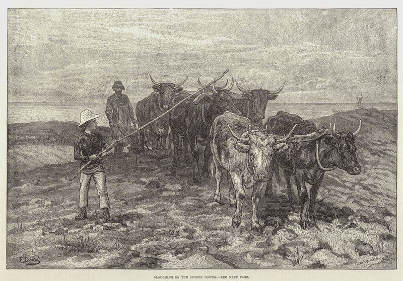 Sussex Downsin kyntö tekijältä Frank Dadd