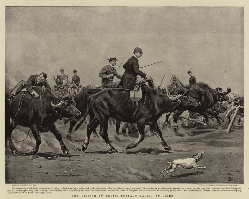 Britit Egyptissä, Buffalo Racing Kairossa tekijältä Frank Dadd