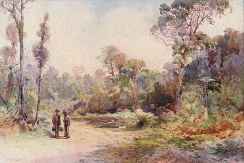 Uusi-Seelanti: A Bush Road (värilitro) tekijältä Frank H Wright