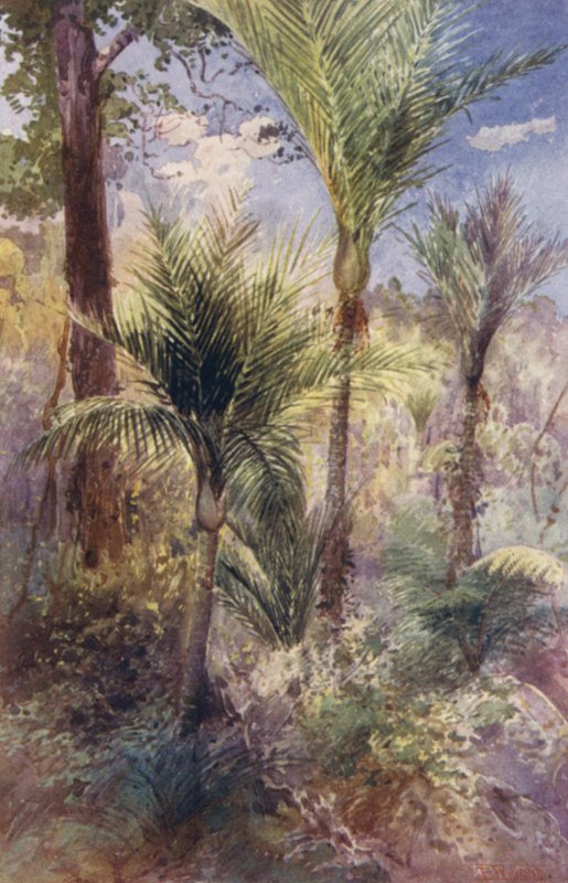 Uusi-Seelanti: Nikau Palms (värilitografia). tekijältä Frank H Wright