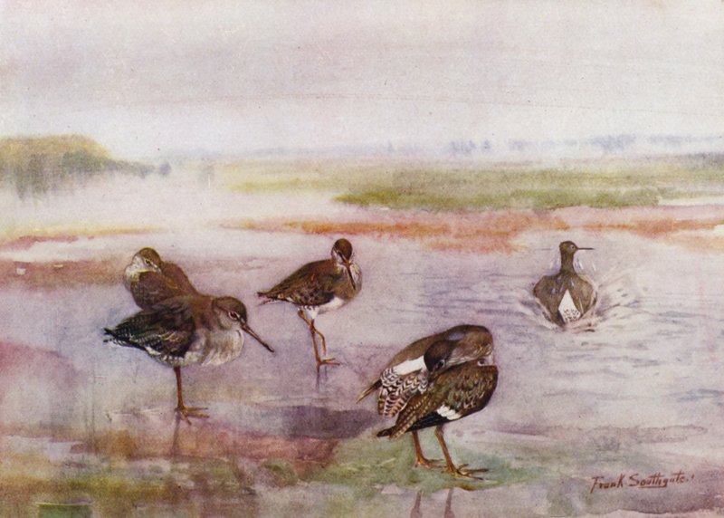Norfolk Broads: Redshank (väri litho) tekijältä Frank Southgate