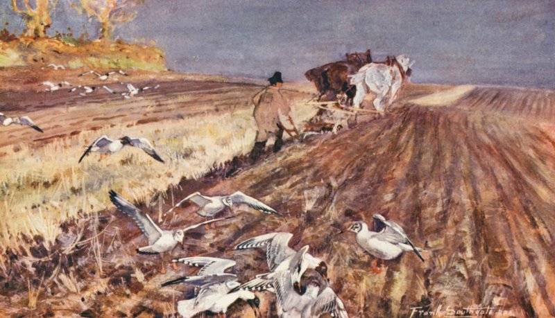 Wild Life in East Anglia: Black-Headed Gulls following the Plough (värilitografia) (Itä-Anglian villieläimet) tekijältä Frank Southgate