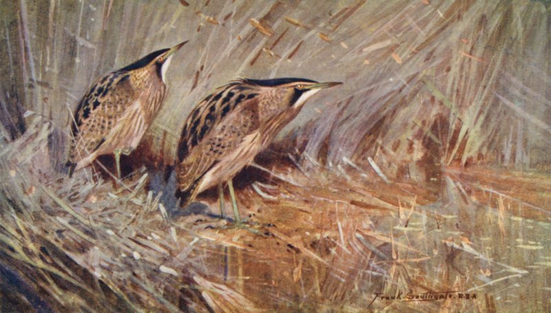 Wild Life in East Anglia: (värilitro): Common Bitterns (väriliitos) tekijältä Frank Southgate
