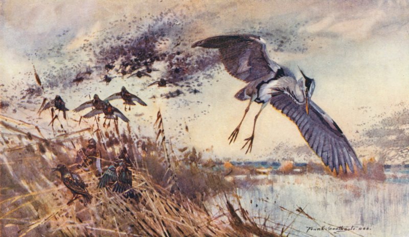 Wild Life in East Anglia: In the Old Fen, Heron and Starlings (väriliitossa) (Villieläimet Itä-Angliassa) tekijältä Frank Southgate