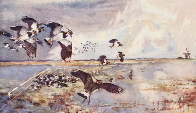 Wild Life in East Anglia: Plover-Netting (värilitro). tekijältä Frank Southgate