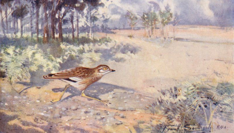 Wild Life in East Anglia: Stone Curlew (värilitografia) tekijältä Frank Southgate