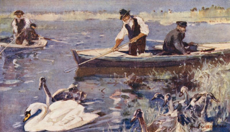 Wild Life in East Anglia: Swan-Upping (värillinen litografia) tekijältä Frank Southgate