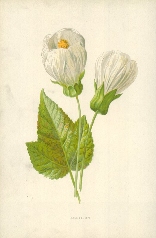 Abutilonfinn tekijältä Frederick Edward Hulme