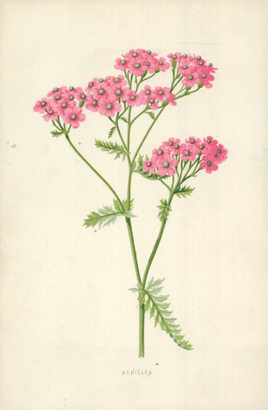 Achillea tekijältä Frederick Edward Hulme
