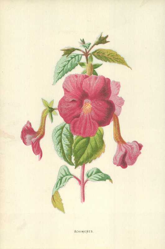 Achimenes tekijältä Frederick Edward Hulme