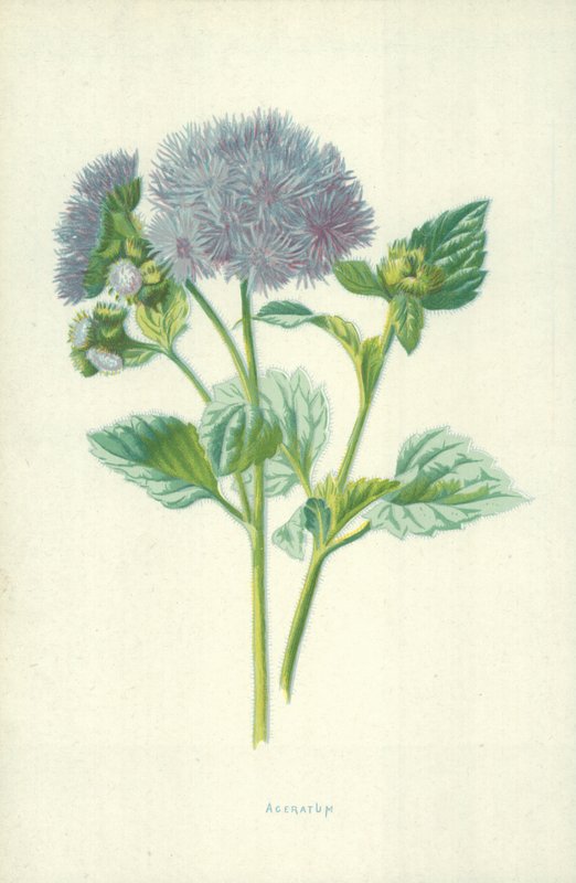 Ageratum tekijältä Frederick Edward Hulme