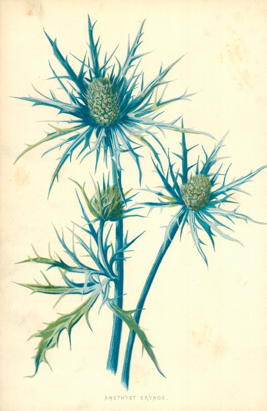 Ametisti Eryngo tekijältä Frederick Edward Hulme