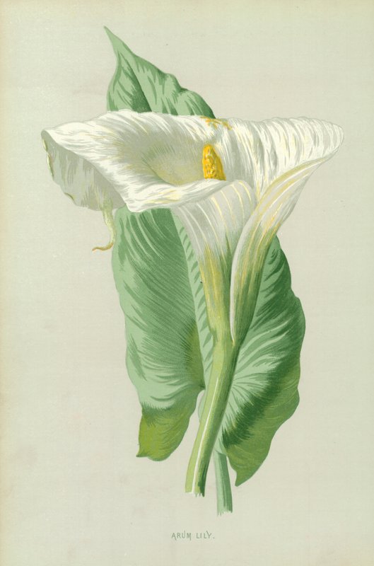 Arum Lily tekijältä Frederick Edward Hulme