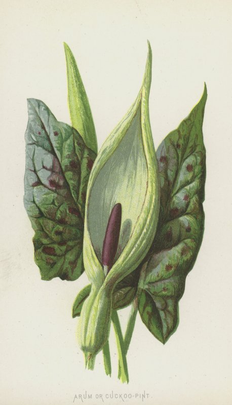Arum tai Cuckoo-Pint (chromolitho) tekijältä Frederick Edward Hulme