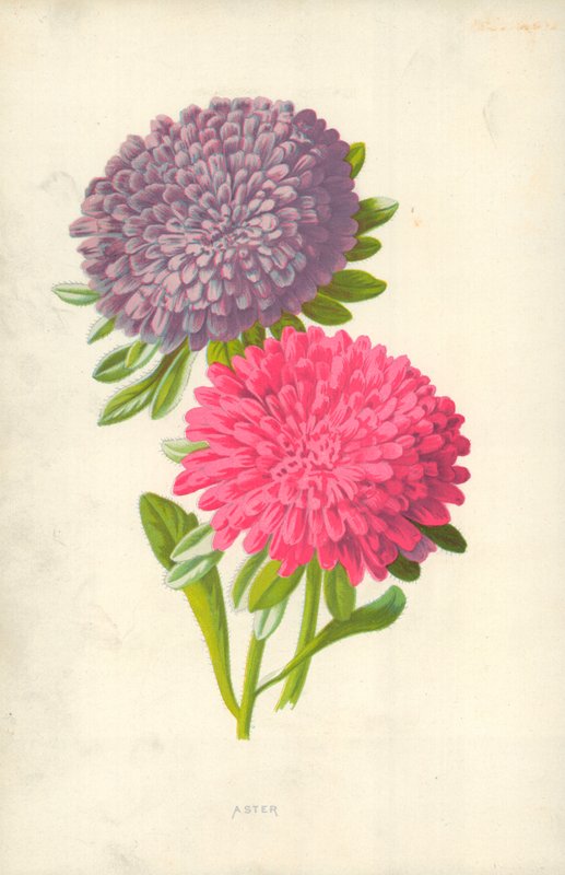 Aster tekijältä Frederick Edward Hulme
