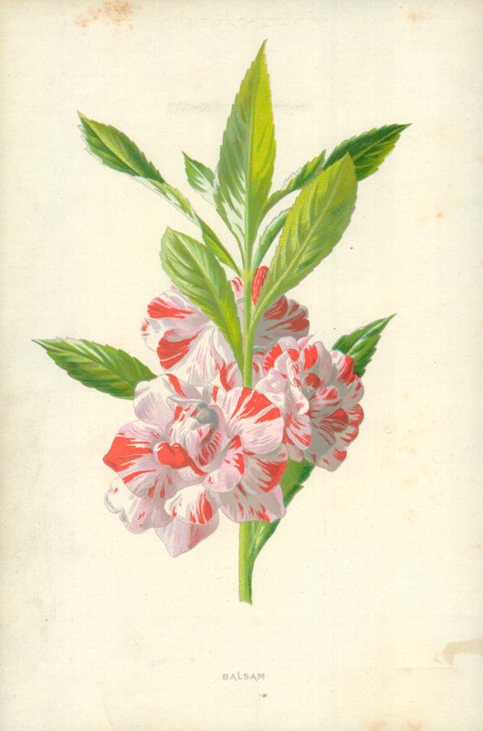 Balsamia tekijältä Frederick Edward Hulme