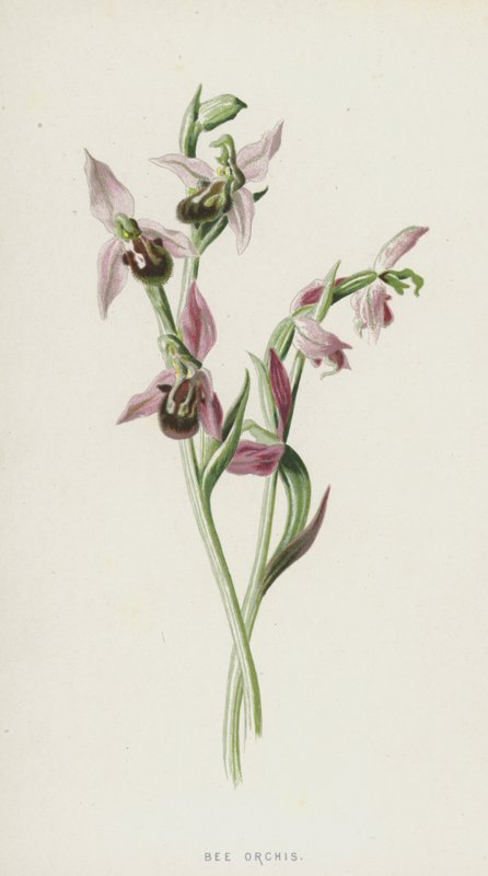 Bee Orchis (chromolitho) tekijältä Frederick Edward Hulme