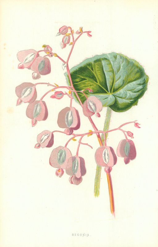 Begonia tekijältä Frederick Edward Hulme