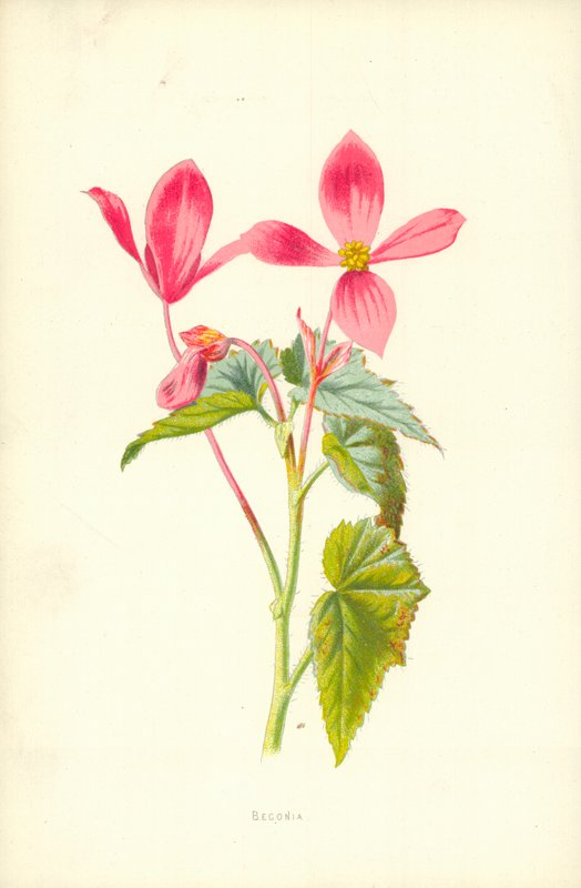 Begonia tekijältä Frederick Edward Hulme