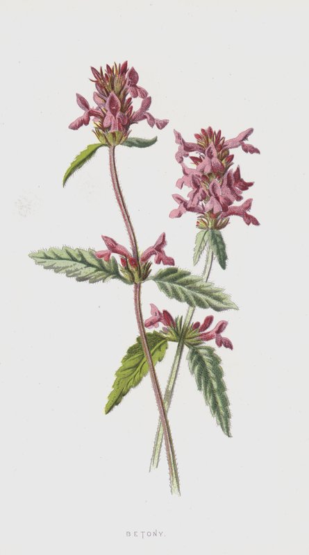 Betony (kromoliitti) tekijältä Frederick Edward Hulme