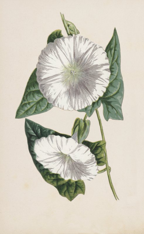 sideruoho (chromolitho) tekijältä Frederick Edward Hulme