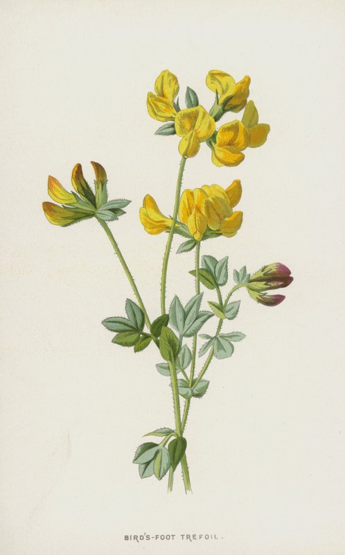 Birds-Foot Trefoil (chromolitho) tekijältä Frederick Edward Hulme