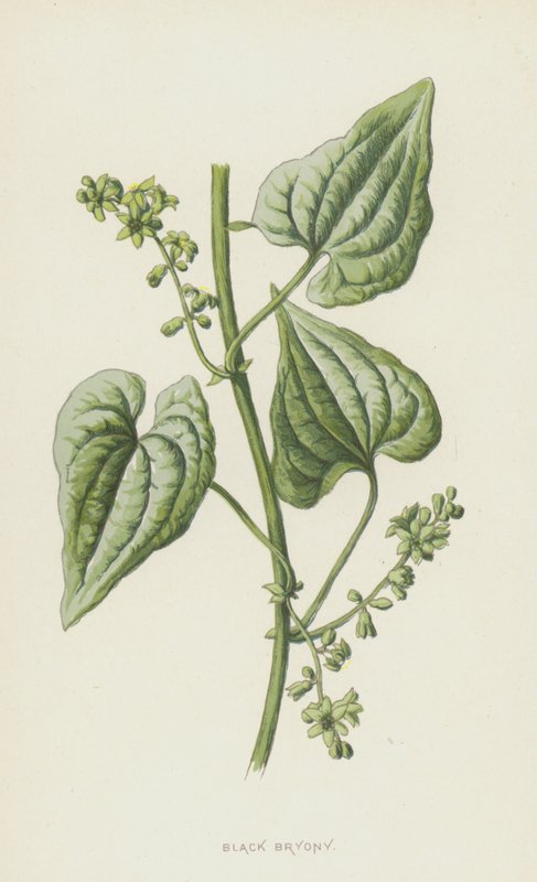 Black Bryony (chromolitho) tekijältä Frederick Edward Hulme