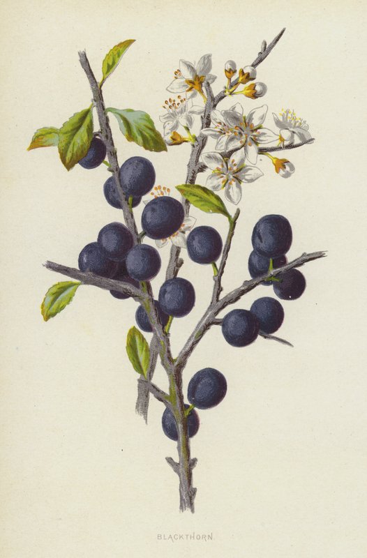 Blackthorn (chromolitho) tekijältä Frederick Edward Hulme