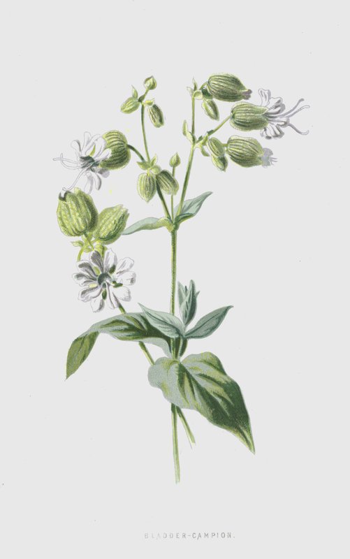 Virtsarakko-Campion (chromolitho) tekijältä Frederick Edward Hulme